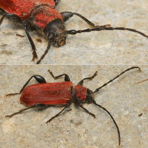 Pyrrhidium sanguineum